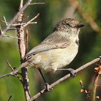 Western Thornbill